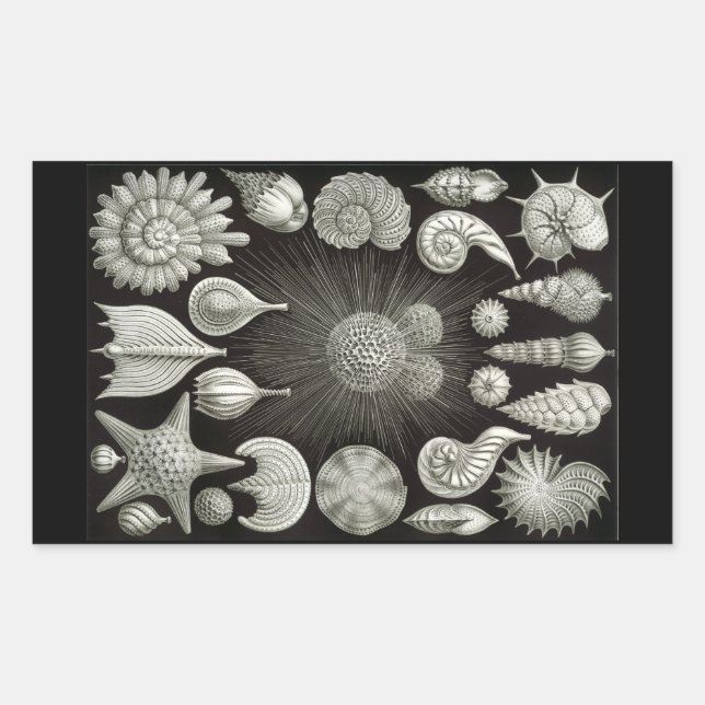 Sticker Rectangulaire Haeckel Négatif (Devant)