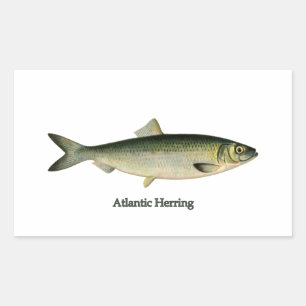 Sticker Rectangulaire Hareng de l'Atlantique