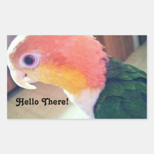 Sticker Rectangulaire Hello There Bird