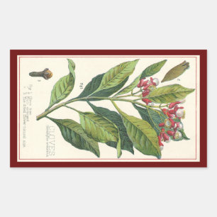 Sticker Rectangulaire Herbes Épices Alimentaires Anciennes, Giroflier Pl