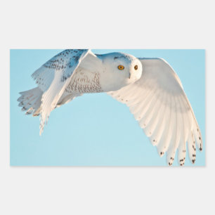 Sticker Rectangulaire Hibou des neiges en vol