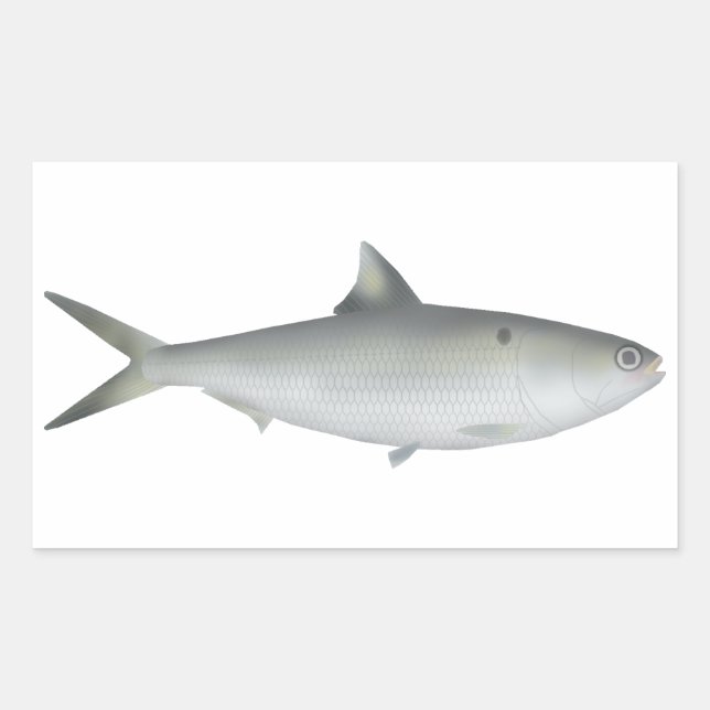 Sticker Rectangulaire Hilsa Shad (Devant)