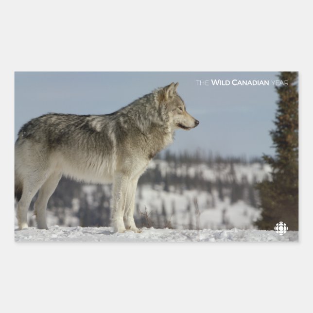 Sticker Rectangulaire Hiver - Loup (Devant)