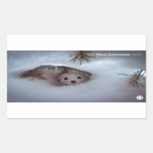 Sticker Rectangulaire Hiver - Weasel à queue courte