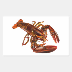 Sticker Rectangulaire Homard