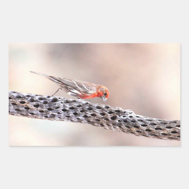 Sticker Rectangulaire Homme Finch (Devant)