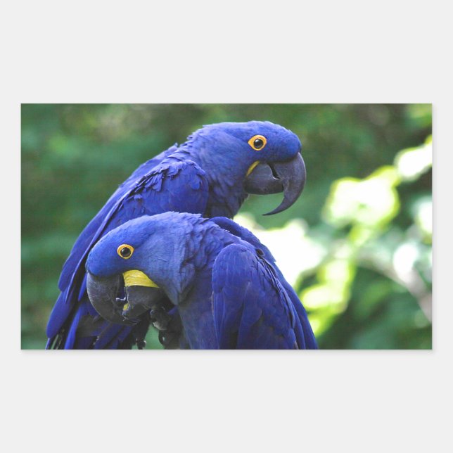 Sticker Rectangulaire Hyacinth Macaws (Devant)