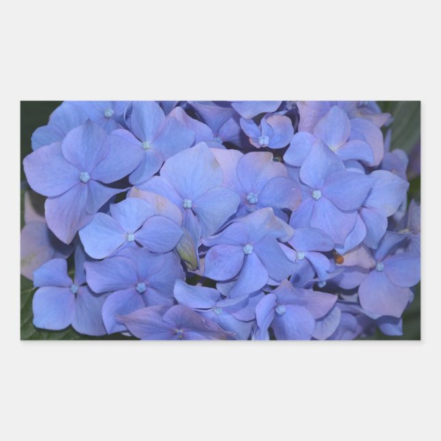Sticker Rectangulaire Hydrangea macrophylla violette rustique (Devant)