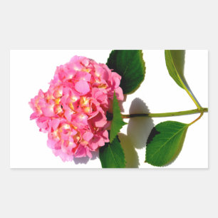 Sticker Rectangulaire Hydrangée rose rose fleur rose