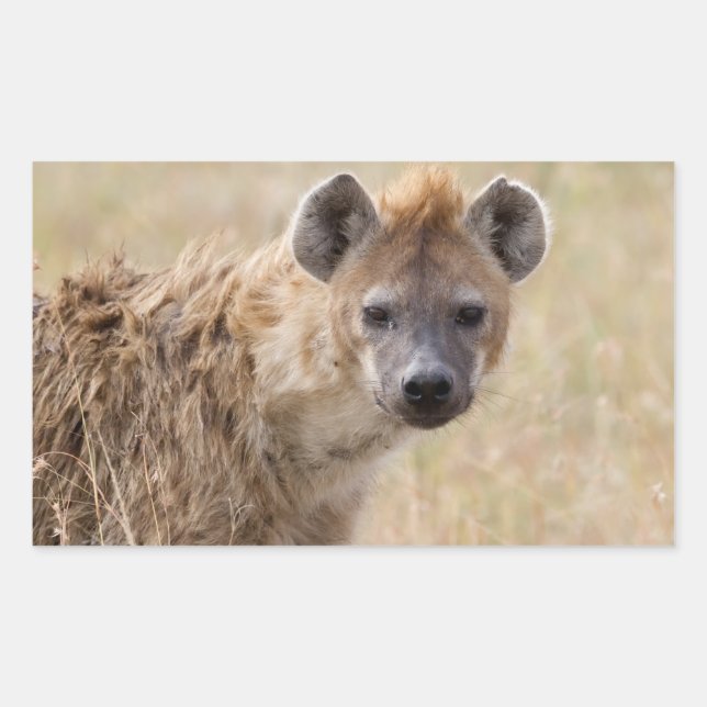 Sticker Rectangulaire Hyena (Devant)