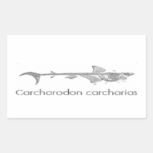 Sticker Rectangulaire Illustration vintage - Squelette de grand requin b