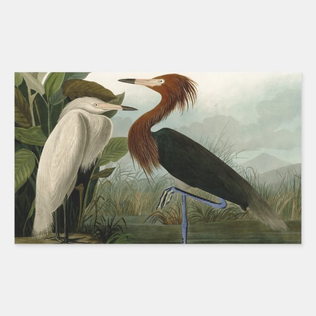 Sticker Rectangulaire Impression de Héron Pourpré d'Audubon : Art d'Oise (Devant)