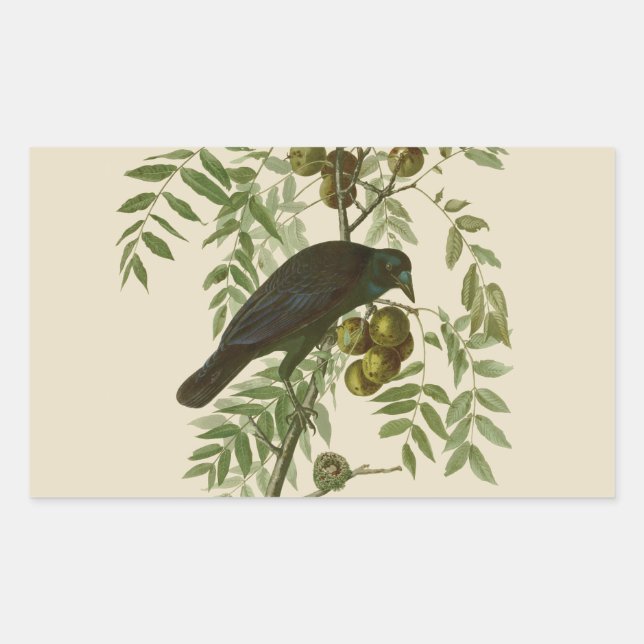 Sticker Rectangulaire Impression d'oiseau Grackle violet d'Audubon Botan (Devant)