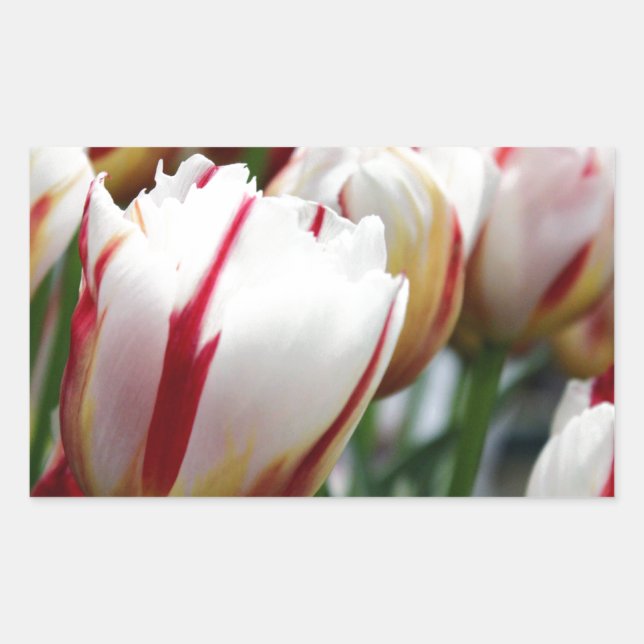 Sticker Rectangulaire Impression tulipe rouge et blanche étonnante (Devant)
