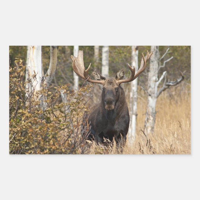 Sticker Rectangulaire Impressionnant orignal (Devant)