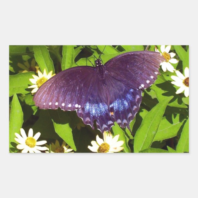 Sticker Rectangulaire Iridescente Bleu violet avec ailes de papillon noi (Devant)