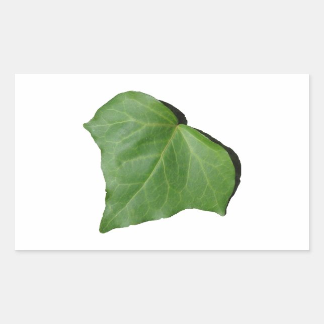 Sticker Rectangulaire Ivy Leaf (Devant)