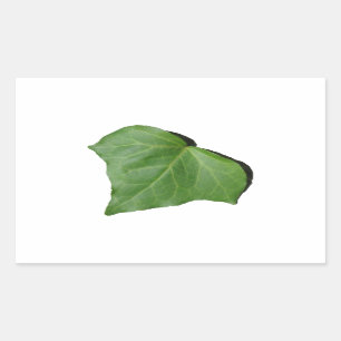 Sticker Rectangulaire Ivy Leaf