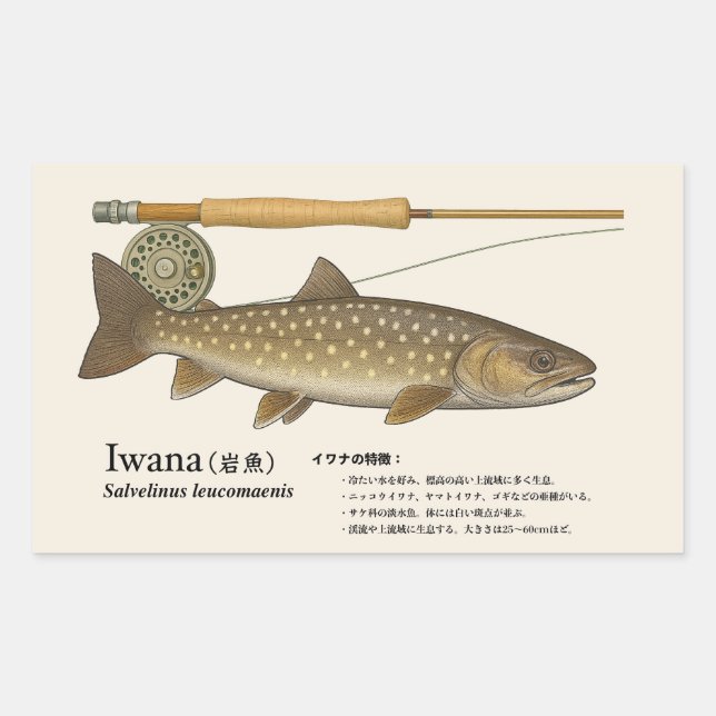 Sticker Rectangulaire Iwana (Salvelinus leucomaenis) – Fish Illustration (Devant)