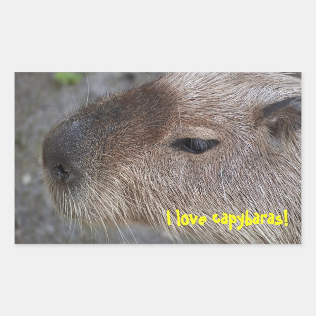 Sticker Rectangulaire J'adore les capybaras (Devant)