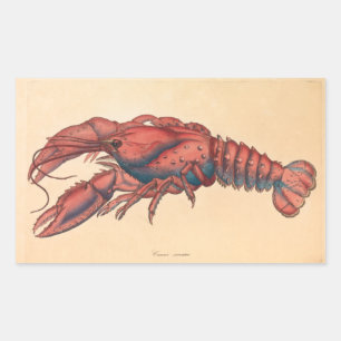 Sticker Rectangulaire James Sowerby Homard serbé