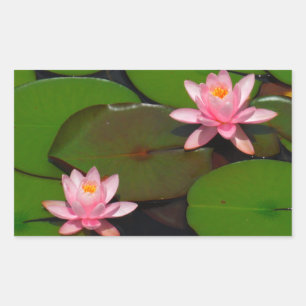 Sticker Rectangulaire Jardin de fleurs de laine d'eau de lotus rose,
