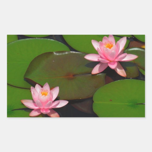 Sticker Rectangulaire Jardin de fleurs de laine d'eau de lotus rose, (Devant)