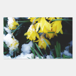 Sticker Rectangulaire Jaune Daffodils fleurs dans la neige