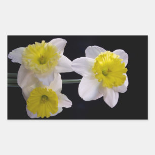 Sticker Rectangulaire Jaune sur jonquille blanche