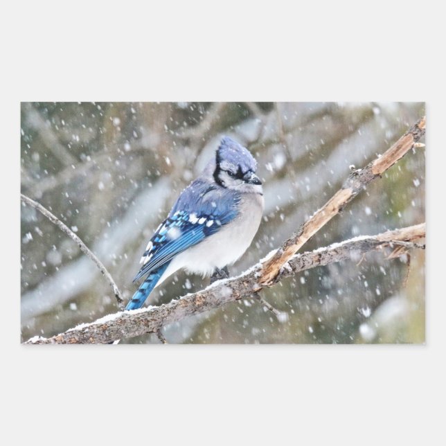 Sticker Rectangulaire Jay bleu dans une tempête de neige (Devant)
