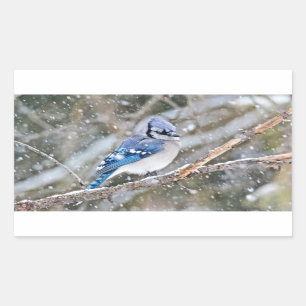 Sticker Rectangulaire Jay bleu dans une tempête de neige