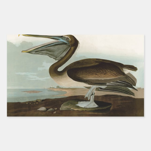 Sticker Rectangulaire John James Audubon Peinture Pélicane Brown (Devant)