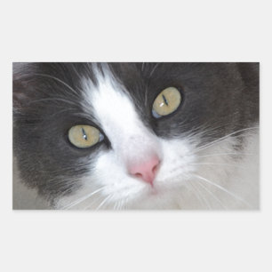 Sticker Rectangulaire Joli chat gris et blanc