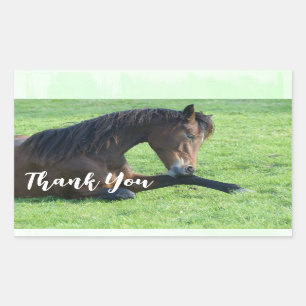 Sticker Rectangulaire Joli Cheval Brown allongé dans le Merci d'herbe