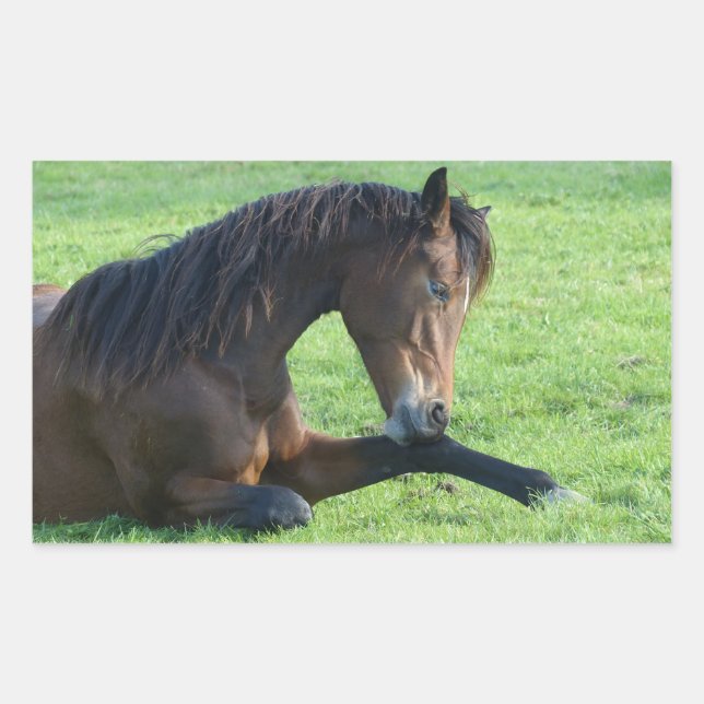 Sticker Rectangulaire Joli Cheval Brown allongé dans l'herbe (Devant)