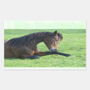 Sticker Rectangulaire Joli Cheval Brown allongé dans l'herbe