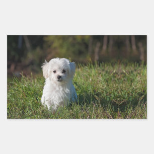 Sticker Rectangulaire Joli chiot blanc