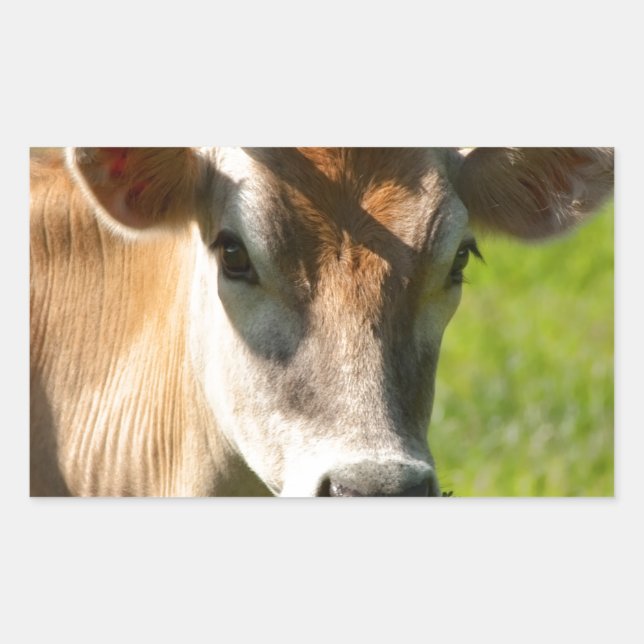 Sticker Rectangulaire Joli Stare-Vache Jersey (Devant)