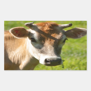 Sticker Rectangulaire Joli Stare-Vache Jersey