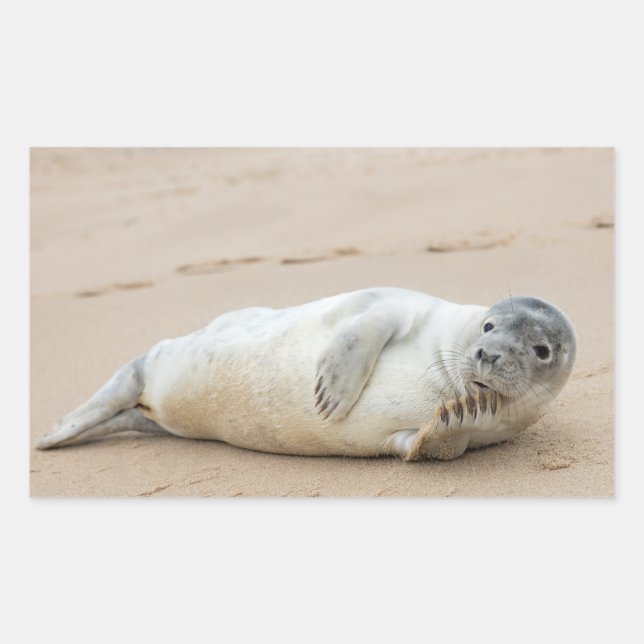 Sticker Rectangulaire Jolie Pose de phoque sur une plage (Devant)