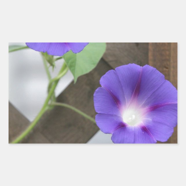 Sticker Rectangulaire Jolies gloires du matin (Devant)