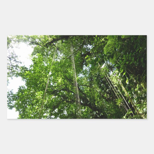 Sticker Rectangulaire Jungle Ropes Rainforest Photographie (Devant)