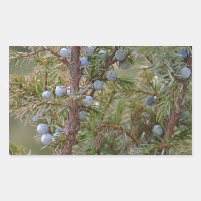 Sticker Rectangulaire Junipers (Devant)