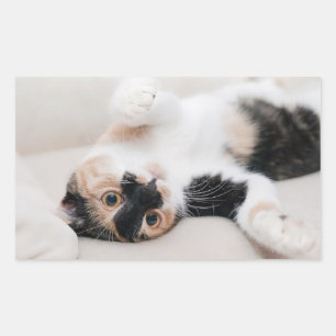 Sticker Rectangulaire Kitten