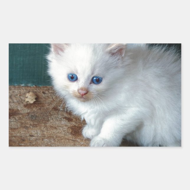 Sticker Rectangulaire Kitten blanc (Devant)