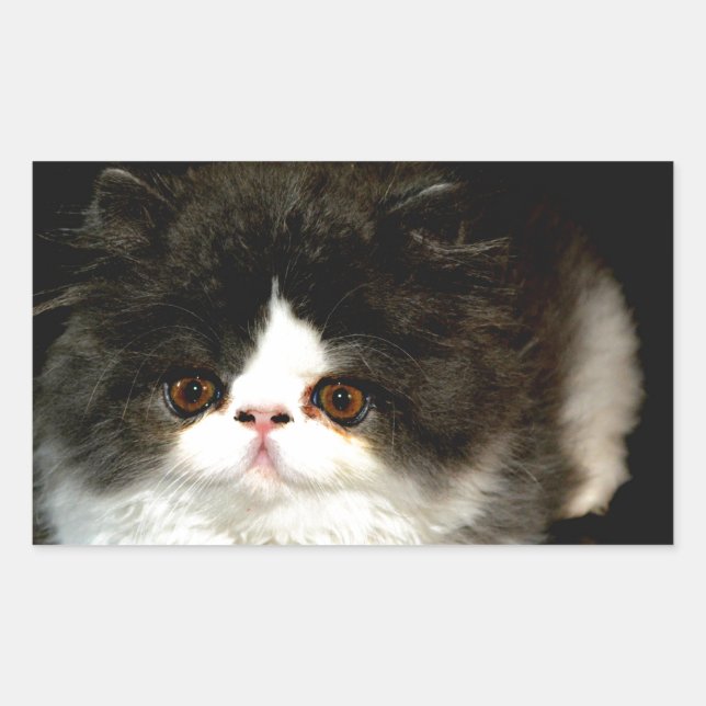 Sticker Rectangulaire Kitten noir et blanc (Devant)