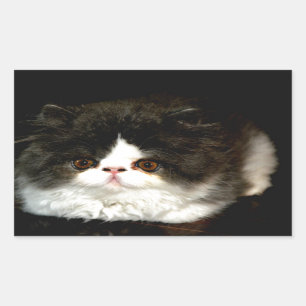 Sticker Rectangulaire Kitten noir et blanc