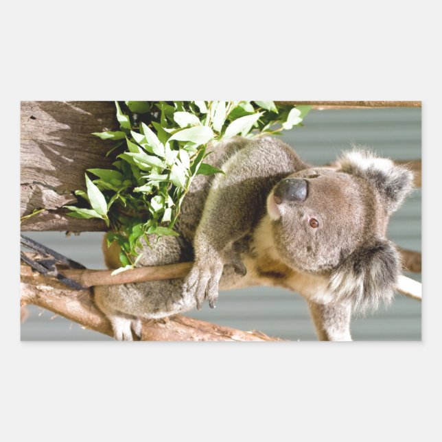 Sticker Rectangulaire Koala Bear (Devant)