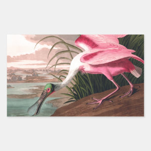 Sticker Rectangulaire La faune des oiseaux d'Audubon de Spoonbill Roseat