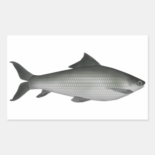 Sticker Rectangulaire Labeo commun (Devant)